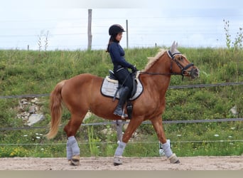 Haflinger, Stute, 17 Jahre, 158 cm, Fuchs