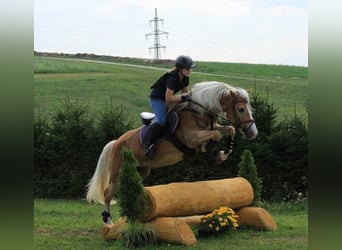 Haflinger, Stute, 17 Jahre