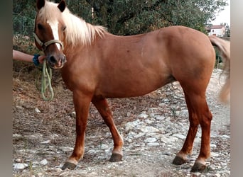 Haflinger, Stute, 18 Jahre, 140 cm, Fuchs