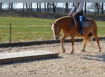 Haflinger, Stute, 18 Jahre, 141 cm, Fuchs