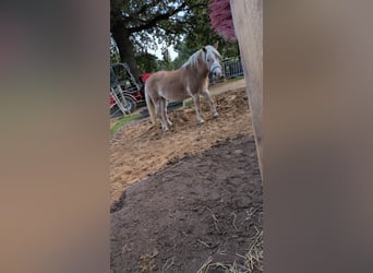 Haflinger, Stute, 18 Jahre, 142 cm