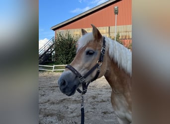Haflinger, Stute, 18 Jahre, 142 cm
