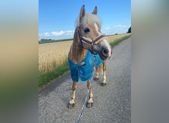 Haflinger, Stute, 18 Jahre, 145 cm, Hellbrauner