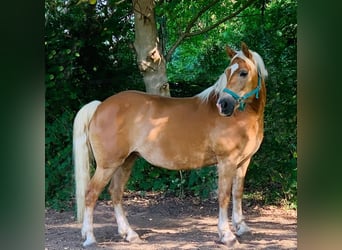 Haflinger, Stute, 18 Jahre, 147 cm, Fuchs