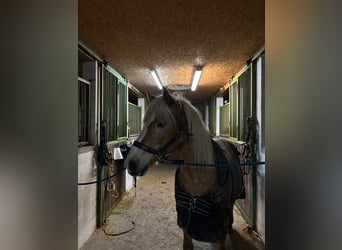 Haflinger, Stute, 18 Jahre, 148 cm