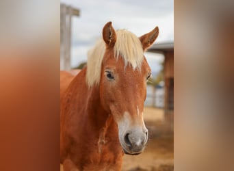 Haflinger Mix, Stute, 18 Jahre, 148 cm, Fuchs
