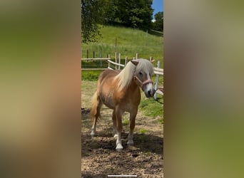 Haflinger, Stute, 18 Jahre, 149 cm