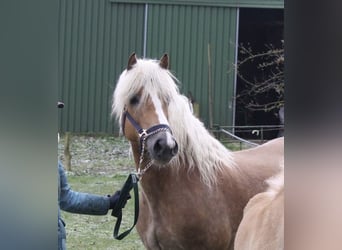 Haflinger, Stute, 18 Jahre, 150 cm
