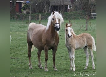 Haflinger, Stute, 18 Jahre, 150 cm