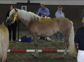 Haflinger, Stute, 18 Jahre, 150 cm