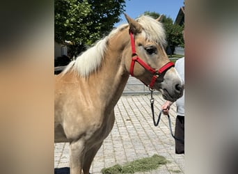 Haflinger, Stute, 18 Jahre, 150 cm, Hellbrauner