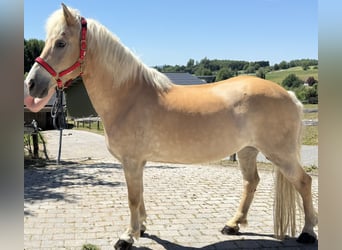 Haflinger, Stute, 18 Jahre, 150 cm, Hellbrauner