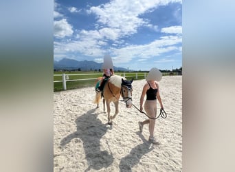Haflinger, Stute, 18 Jahre, 153 cm, Dunkelfuchs