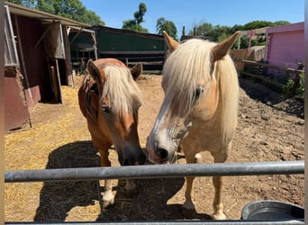 Haflinger, Stute, 18 Jahre, Falbe