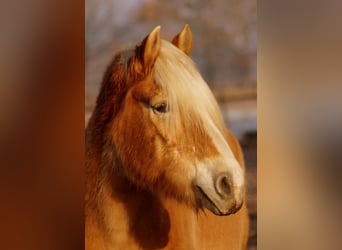 Haflinger, Stute, 18 Jahre