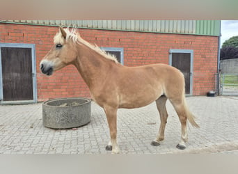 Haflinger, Stute, 19 Jahre, 144 cm, Fuchs