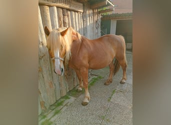 Haflinger Mix, Stute, 19 Jahre, 145 cm, Fuchs