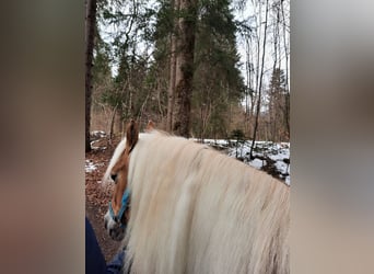 Haflinger, Stute, 19 Jahre, 148 cm, Fuchs