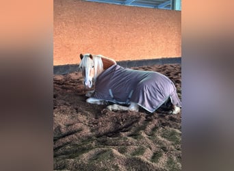 Haflinger, Stute, 19 Jahre, 148 cm, Fuchs