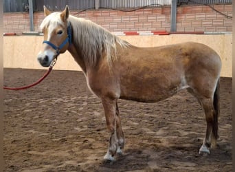 Haflinger, Stute, 19 Jahre, 148 cm, Fuchs