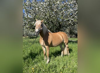 Haflinger, Stute, 19 Jahre, 150 cm, Fuchs
