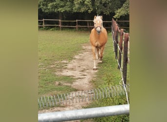 Haflinger, Stute, 19 Jahre, 152 cm, Fuchs