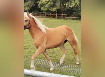 Haflinger, Stute, 19 Jahre, 152 cm, Fuchs