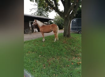 Haflinger, Stute, 19 Jahre, 152 cm, Fuchs