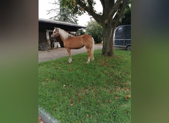 Haflinger, Stute, 19 Jahre, 152 cm, Fuchs