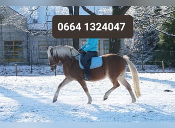 Haflinger, Stute, 19 Jahre