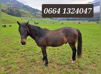Haflinger, Stute, 19 Jahre