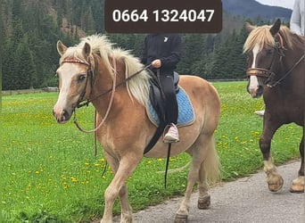 Haflinger, Stute, 19 Jahre