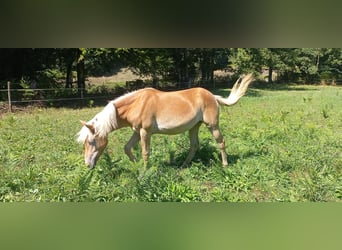 Haflinger, Stute, 1 Jahr, 135 cm, Fuchs