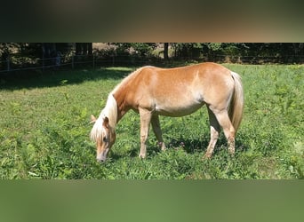 Haflinger, Stute, 1 Jahr, 135 cm, Fuchs