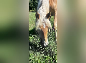 Haflinger, Stute, 1 Jahr, 135 cm, Fuchs