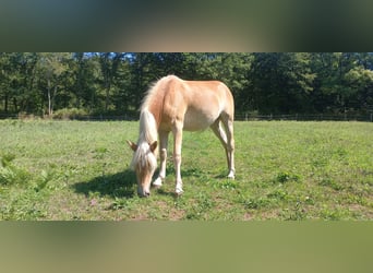 Haflinger, Stute, 1 Jahr, 135 cm, Fuchs