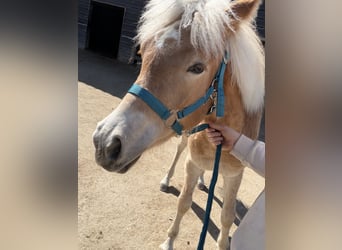 Haflinger, Stute, 1 Jahr, 140 cm, Fuchs