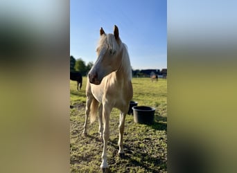 Haflinger, Stute, 1 Jahr, 145 cm, Rotfuchs