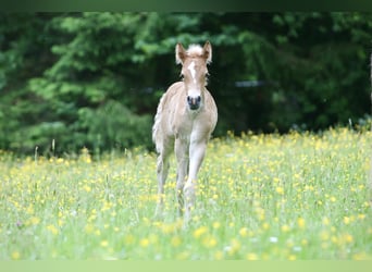 Haflinger, Stute, 1 Jahr, 148 cm