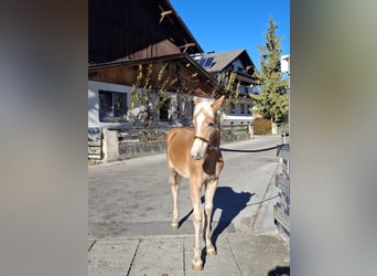 Haflinger, Stute, 1 Jahr, 148 cm