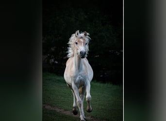 Haflinger, Stute, 1 Jahr, 148 cm, Fuchs