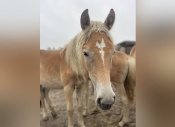 Haflinger, Stute, 1 Jahr, 149 cm