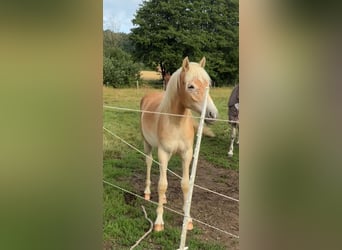 Haflinger, Stute, 1 Jahr, 150 cm