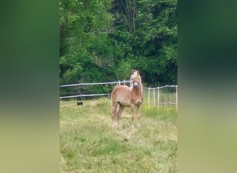 Haflinger, Stute, 1 Jahr, 150 cm, Fuchs