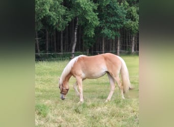 Haflinger, Stute, 1 Jahr, 150 cm, Fuchs