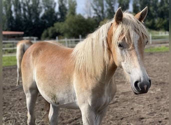Haflinger, Stute, 1 Jahr, 152 cm