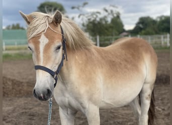 Haflinger, Stute, 1 Jahr, 152 cm