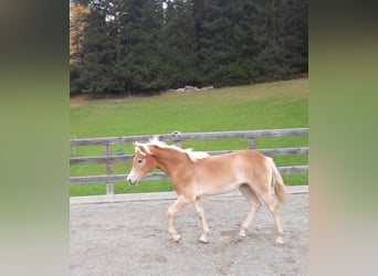 Haflinger, Stute, 1 Jahr, 152 cm, Fuchs