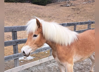 Haflinger, Stute, 1 Jahr, 152 cm, Fuchs