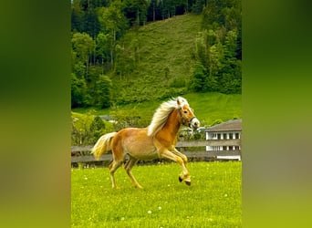 Haflinger, Stute, 1 Jahr, 154 cm, Fuchs